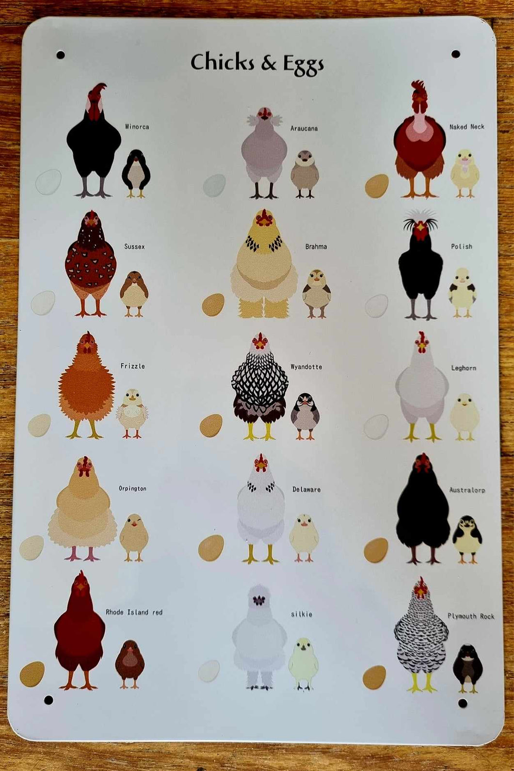 Metal sign - Chicks & Eggs